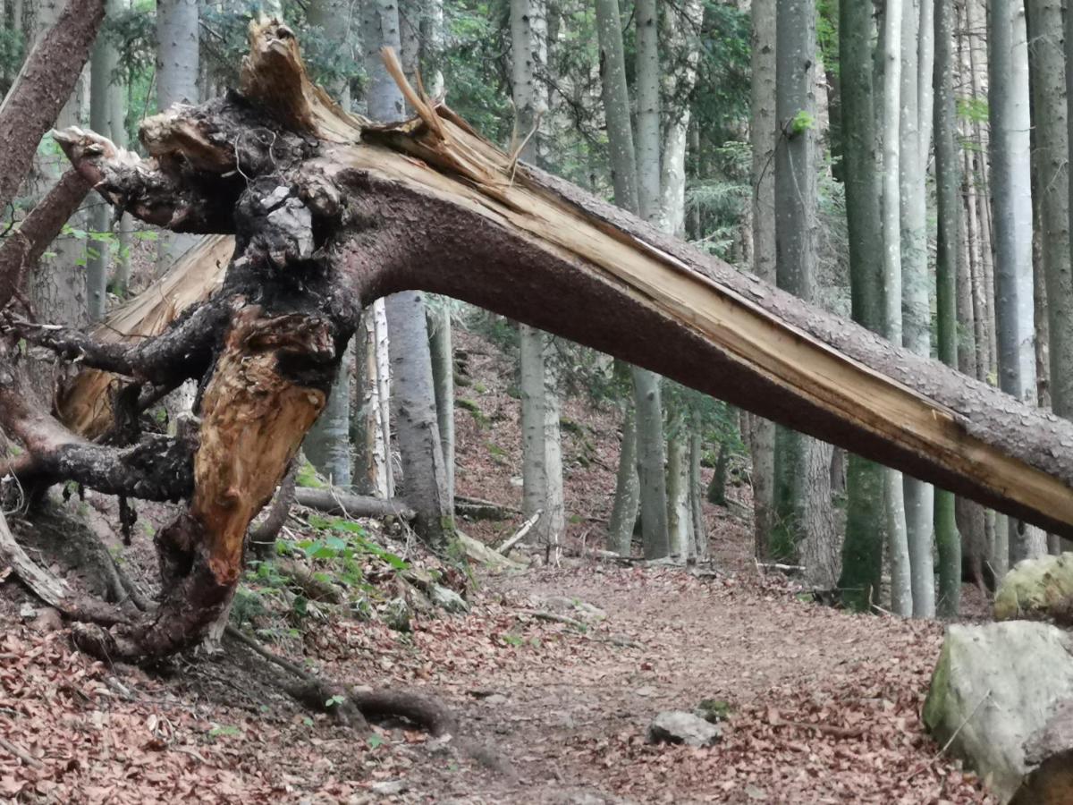 Appartamento Landhaus Am Arzbach Bad Tölz Esterno foto